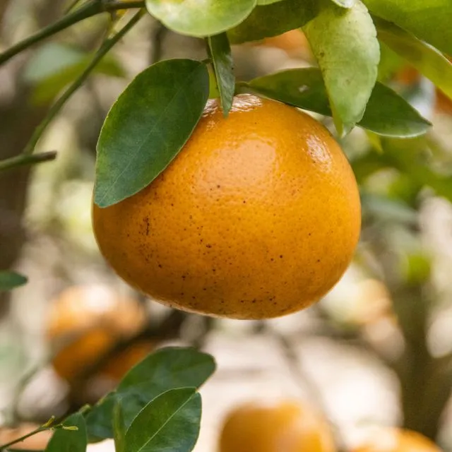 thumbnail for publication: Costs of Using Cover Crops in Citrus Production, 2022–23